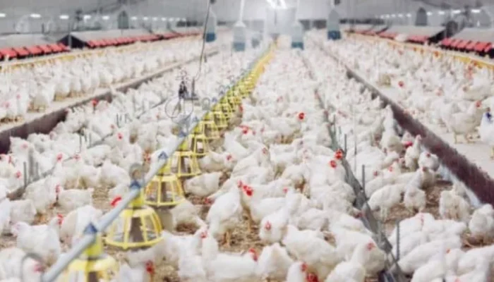 Bisnis Ayam Broiler Tetap Menjanjikan, Panen 30 Hari Jadi Peluang Cuan bagi Peternak