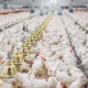 Bisnis Ayam Broiler Tetap Menjanjikan, Panen 30 Hari Jadi Peluang Cuan