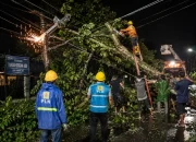 PLN Evakuasi Pohon Tumbang Penyebab Listrik Padam di Kampar