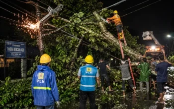 PLN Evakuasi Pohon Tumbang Penyebab Listrik Padam di Kampar