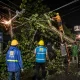 PLN Evakuasi Pohon Tumbang Penyebab Listrik Padam di Kampar
