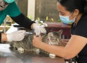 DPKH Riau Gelar Vaksinasi Rabies Gratis, Warga Diminta Lindungi Hewan Peliharaan
