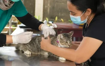 DPKH Riau Gelar Vaksinasi Rabies Gratis 1 Juli 2026