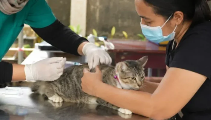 DPKH Riau Gelar Vaksinasi Rabies Gratis, Warga Diminta Lindungi Hewan Peliharaan