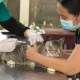 DPKH Riau Gelar Vaksinasi Rabies Gratis 1 Juli 2026