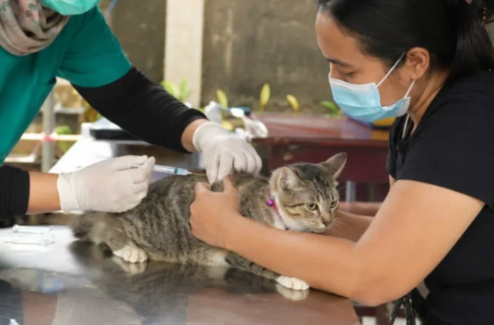 DPKH Riau Gelar Vaksinasi Rabies Gratis 1 Juli 2026