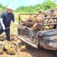 Harga TBS Sawit Nasional Naik, Riau Tetap Tertinggi