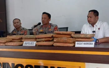 Polisi Gagalkan Peredaran 24 Kilogram Ganja di Pringsewu, Kurir Ditangkap saat Bawa Koper dan Kardus