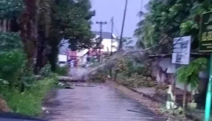 Pohon Durian Tumbang Timpa Kabel Listrik, Warga Pandau Kencana Asri Dilanda Kegelapan