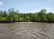 Kades Batang Sari Serukan Warga dan Pemilik Kebun Sawit Jaga Ekosistem Mangrove