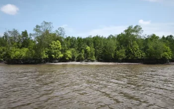 Kades Batang Sari Serukan Warga dan Pemilik Kebun Sawit Jaga Ekosistem Mangrove