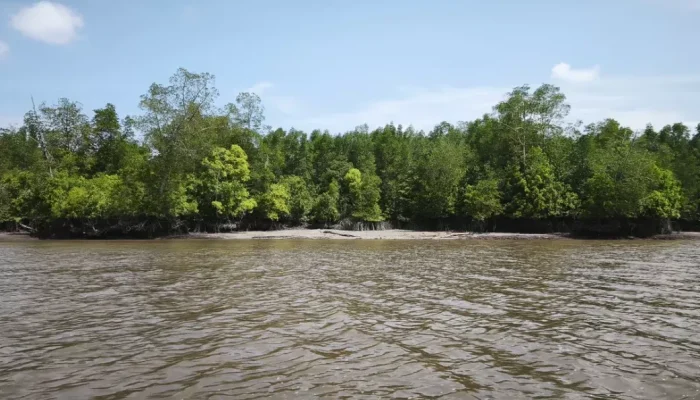 Kades Batang Sari Serukan Warga dan Pemilik Kebun Sawit Jaga Ekosistem Mangrove