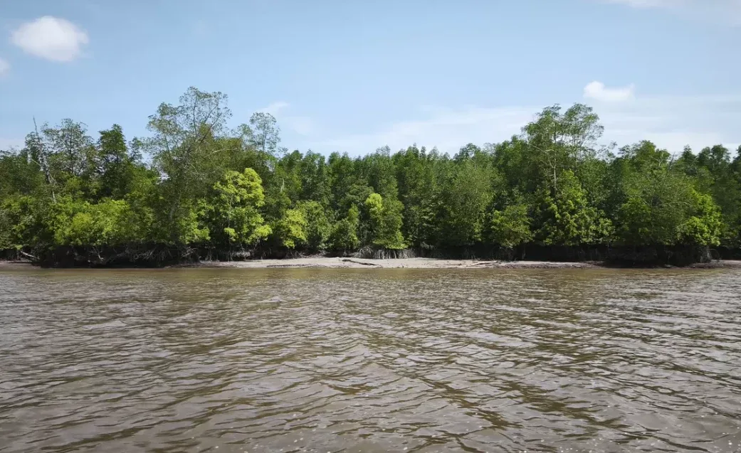 Kades Batang Sari Ajak Warga Jaga Ekosistem Mangrove