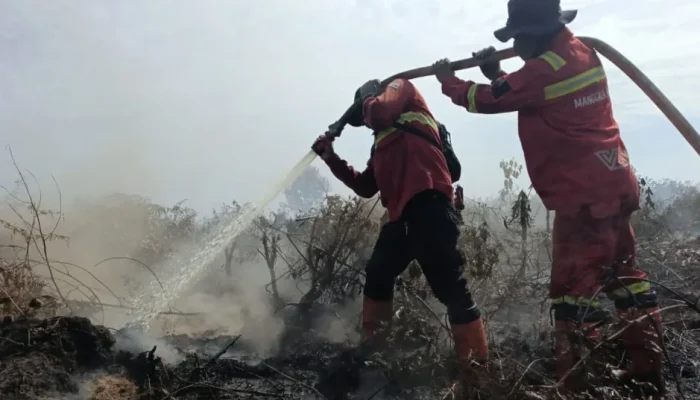 Karhutla Rohil Meluas, Manggala Agni Sekat Api di Rantau Bais