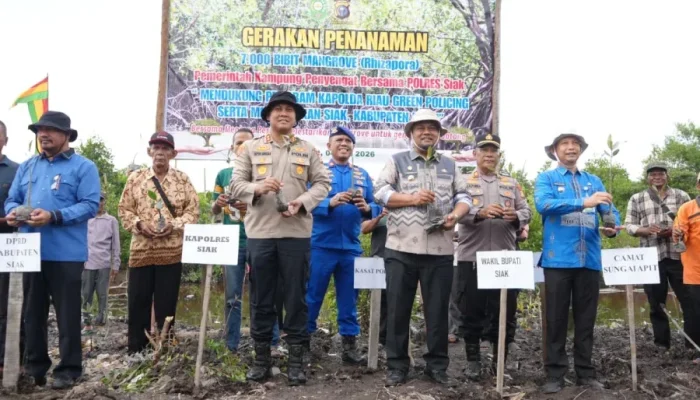 Lawan Abrasi, 7.000 Mangrove Ditanam di Pesisir Siak