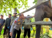 Nona Seroja Lahir di Tesso Nilo, Jadi Simbol Harapan Baru Konservasi Gajah Sumatera