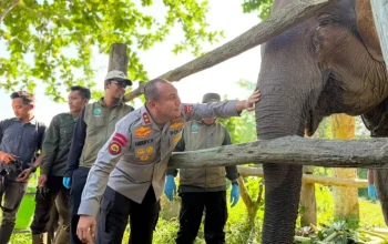 Nona Seroja Lahir di Tesso Nilo, Jadi Simbol Harapan Baru Konservasi Gajah Sumatera