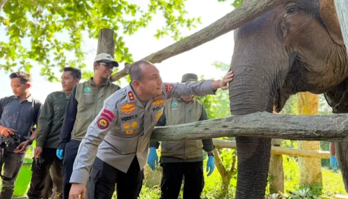 Nona Seroja Lahir di Tesso Nilo, Jadi Simbol Harapan Baru Konservasi Gajah Sumatera