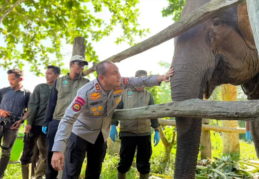 Nona Seroja Lahir di Tesso Nilo, Jadi Simbol Harapan Baru Konservasi Gajah Sumatera