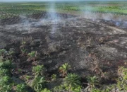 8 Jam Tembus Medan Ekstrem, Manggala Agni Berjibaku Padamkan Karhutla di Rohil