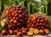 Harga TBS Plasma Riau Naik, Sawit Umur 9 Tahun Capai Rp3.930,55 per Kg