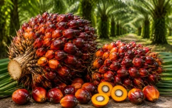 Harga TBS Plasma Riau Naik, Sawit Umur 9 Tahun Capai Rp3.930,55 per Kg