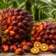 Harga TBS Plasma Riau Naik Jadi Rp3.930,55kg