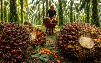 Harga TBS Sawit Riau Tembus Rp3.930 per Kg