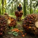 Harga TBS Sawit Riau Tembus Rp3.930 per Kg