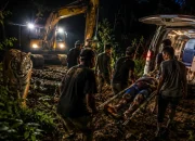 Harimau Sumatera Serang Pekerja di Siak