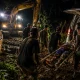 Harimau Sumatera Serang Pekerja di Siak