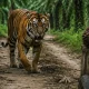 Harimau Sumatra Berkeliaran di Kebun Sawit Siak