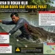Nelayan di Rokan Hilir Diterkam Buaya Saat Pasang Pukat