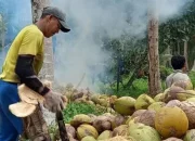 Pemprov Riau Ungkap Penyebab Harga Kelapa Inhil Anjlok, Permintaan Global Melemah