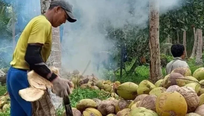Pemprov Riau Ungkap Penyebab Harga Kelapa Inhil Anjlok, Permintaan Global Melemah
