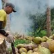 Pemprov Riau Ungkap Penyebab Harga Kelapa Inhil Anjlok
