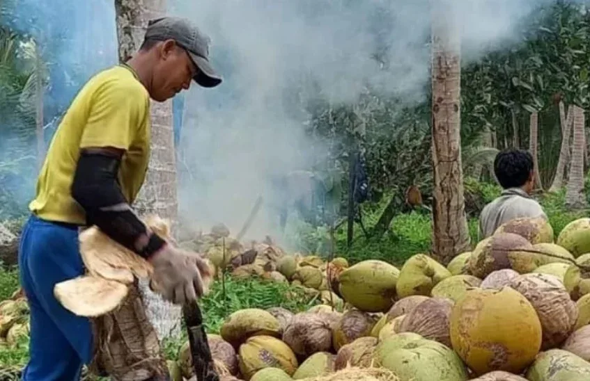 Pemprov Riau Ungkap Penyebab Harga Kelapa Inhil Anjlok