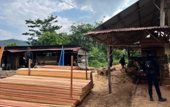 Polisi Bongkar Sawmill Ilegal di Kampar, Ratusan Batang Kayu Disita, Pemilik Diburu
