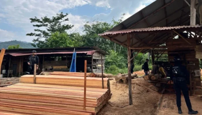 Polisi Bongkar Sawmill Ilegal di Kampar, Ratusan Batang Kayu Disita, Pemilik Diburu