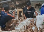 Lahan Tidur Jadi Ladang Cuan, RT di Pekanbaru Kembangkan Ternak Puyuh