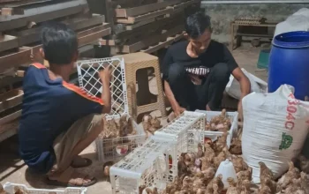 Lahan Tidur Jadi Ladang Cuan, RT di Pekanbaru Kembangkan Ternak Puyuh