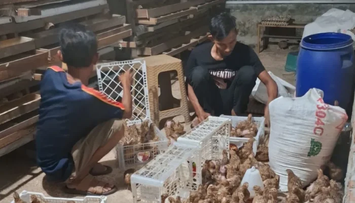 Lahan Tidur Jadi Ladang Cuan, RT di Pekanbaru Kembangkan Ternak Puyuh