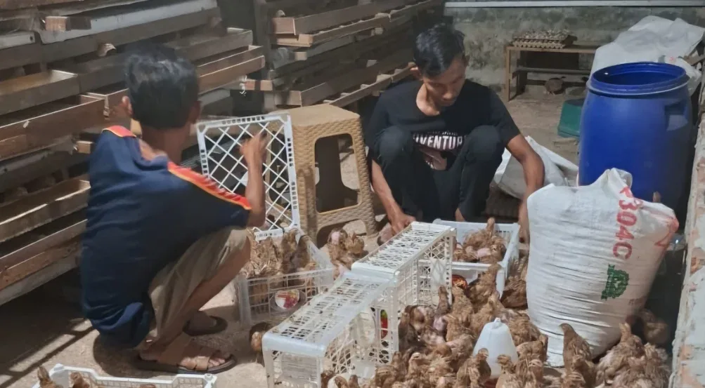 RT di Pekanbaru Kembangkan Ternak Puyuh di Lahan Tidur