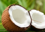 Harga Kelapa Inhil Anjlok, DPRD Riau Panggil Dinas Terkait
