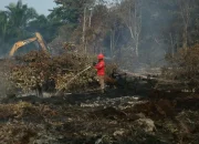 Karhutla Riau Bertambah 87,9 Hektar, Pelalawan Jadi Penyumbang Terbesar