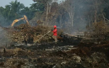 Karhutla Riau Bertambah 87,9 Hektar, Pelalawan Jadi Penyumbang Terbesar