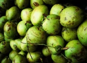 Kepulauan Meranti, Peremajaan Kebun Kelapa, Asmar, Hilirisasi Pertanian, Petani Kelapa