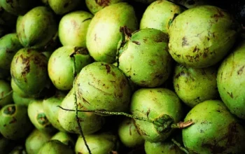 Kepulauan Meranti, Peremajaan Kebun Kelapa, Asmar, Hilirisasi Pertanian, Petani Kelapa