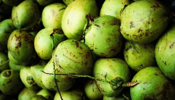 Pemkab Meranti Remajakan 3.500 Hektare Kebun Kelapa, Dorong Petani Olah Produk Turunan