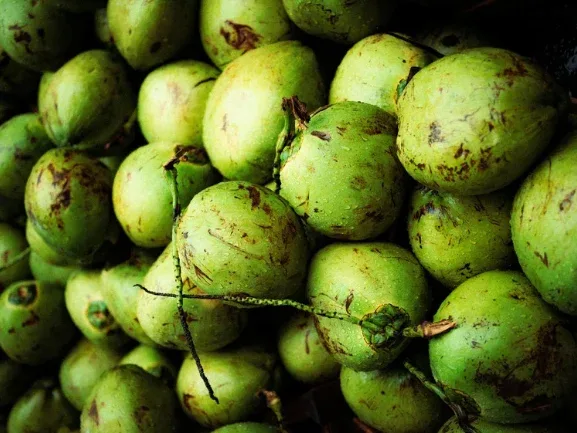Kepulauan Meranti, Peremajaan Kebun Kelapa, Asmar, Hilirisasi Pertanian, Petani Kelapa